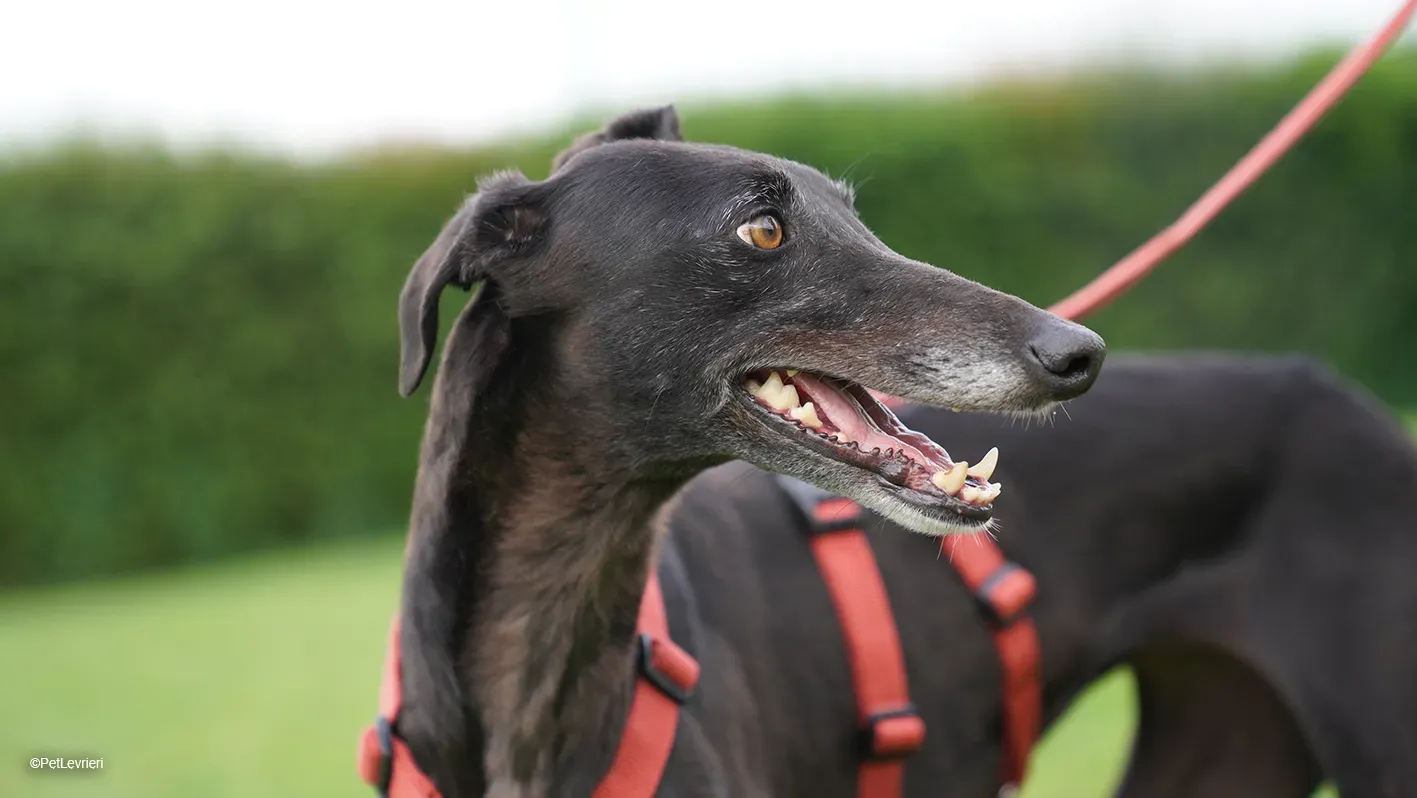 Desirèe galgo femmina dog blackdog arrivo 13