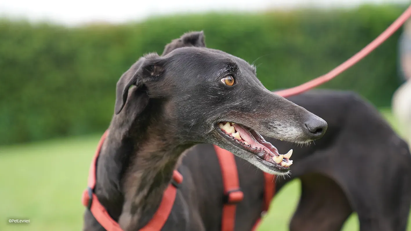 Desirèe galgo femmina dog blackdog arrivo 15