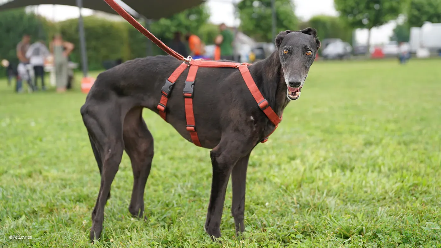 Desirèe galgo femmina dog blackdog arrivo 18