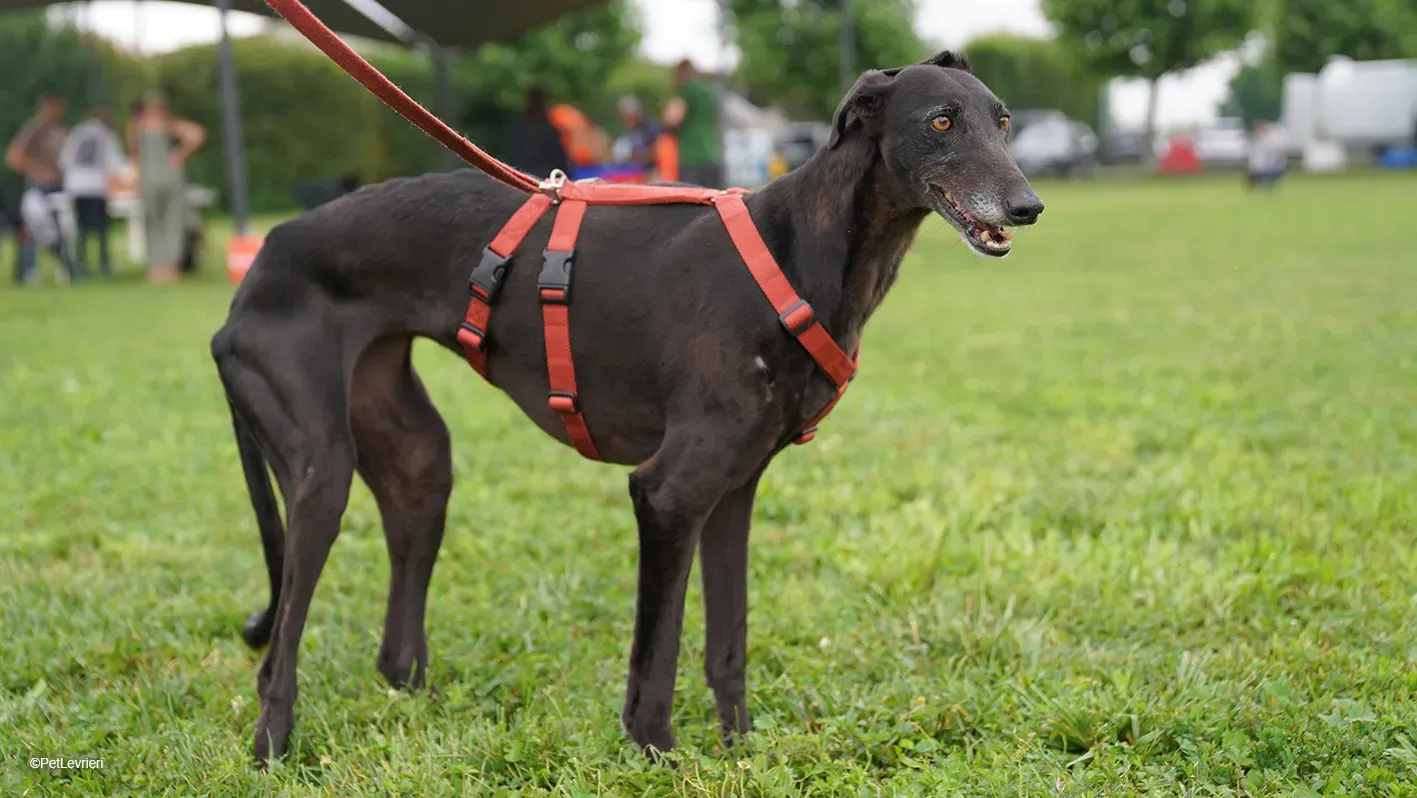Desirèe galgo femmina dog blackdog arrivo 20