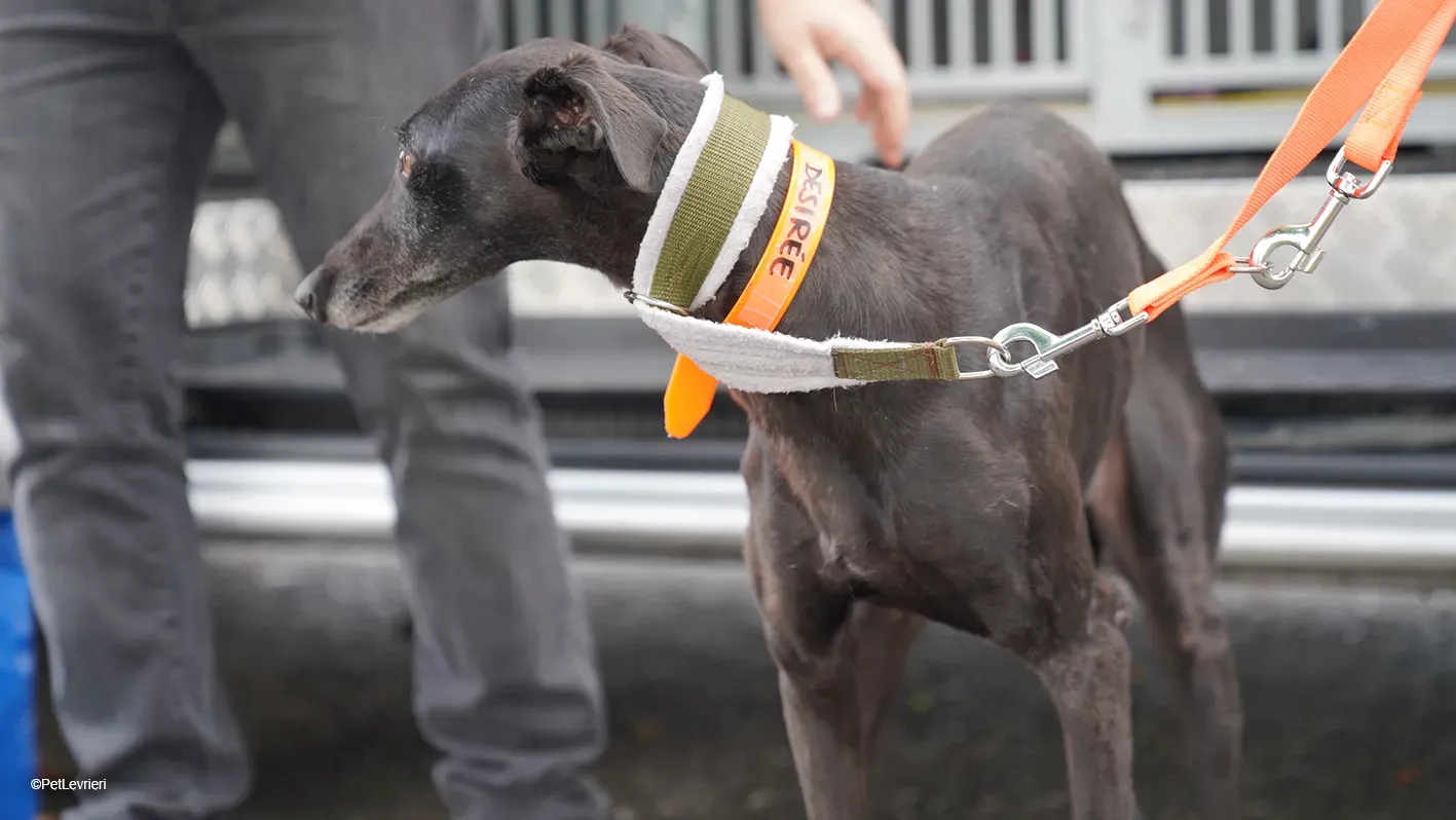 Desirèe galgo femmina dog blackdog arrivo 3