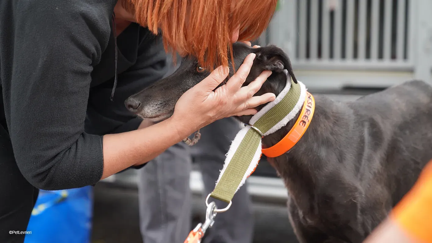 Desirèe galgo femmina dog blackdog arrivo 5