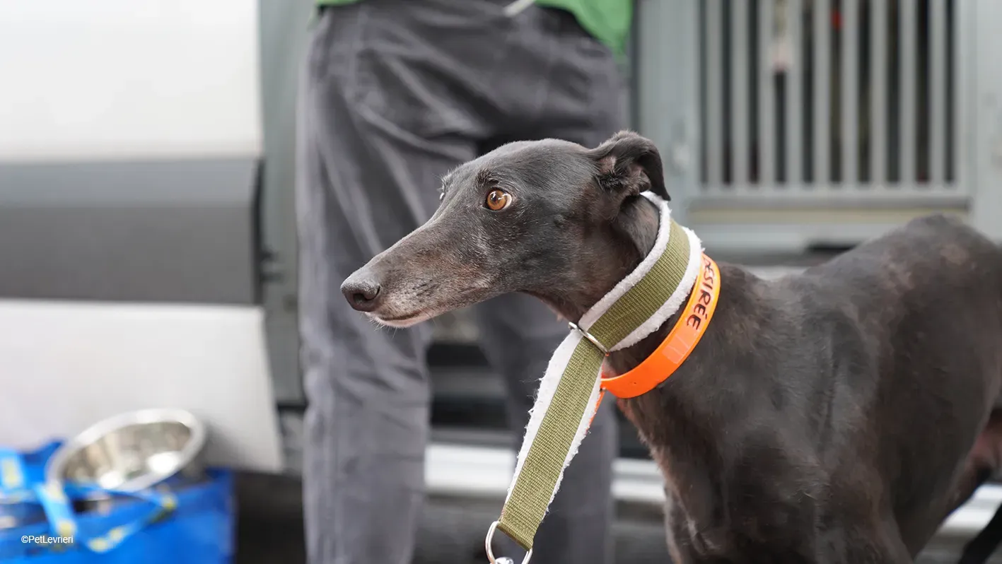 Desirèe galgo femmina dog blackdog arrivo 6