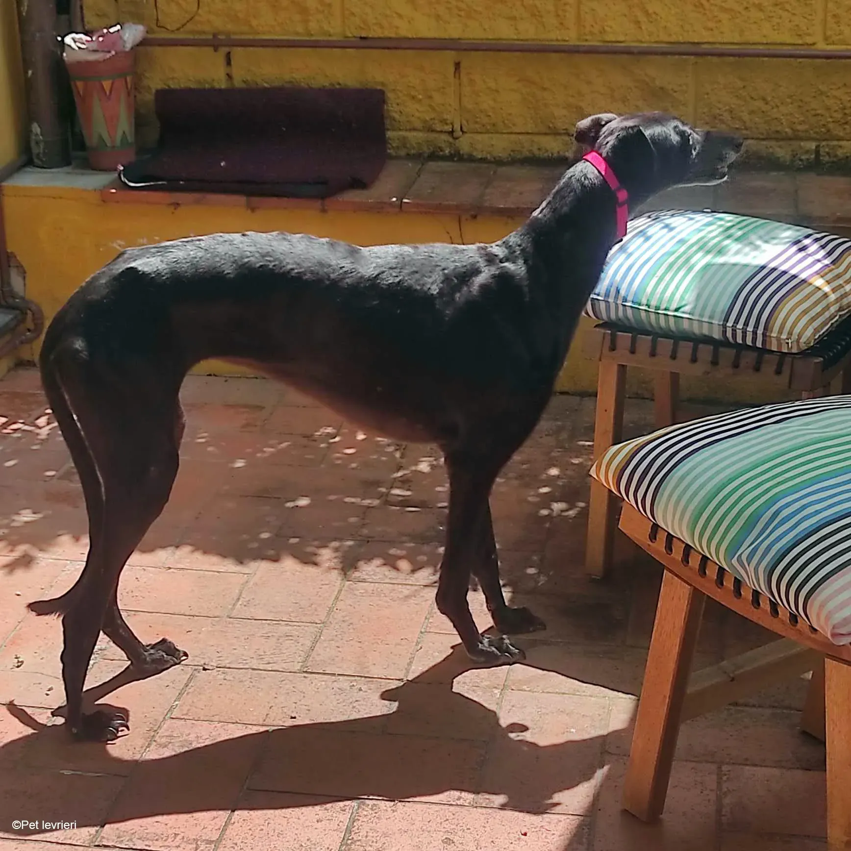 Desirèe galgo femmina dog blackdog foster 10