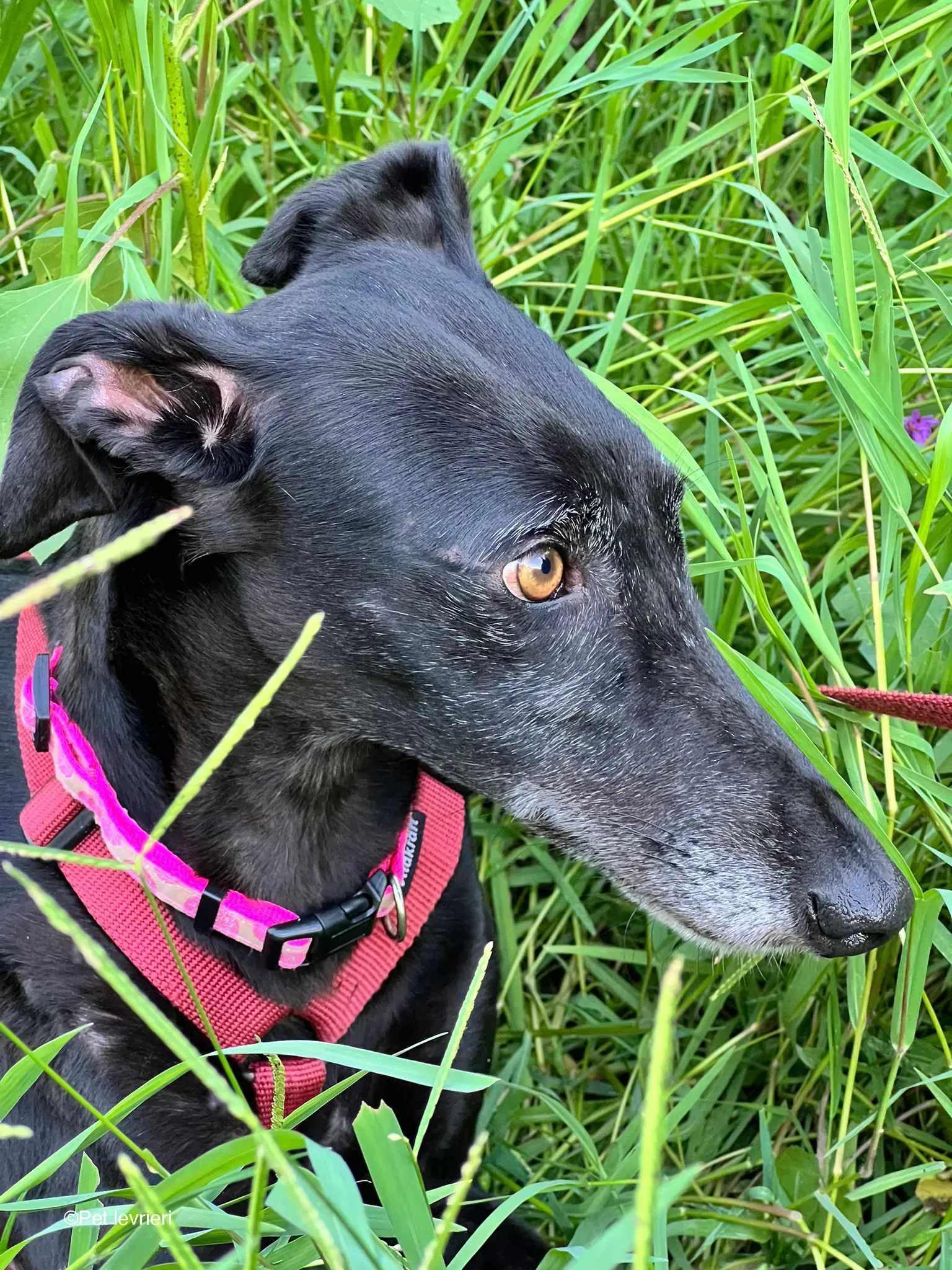 Desirèe galgo femmina dog blackdog foster 14