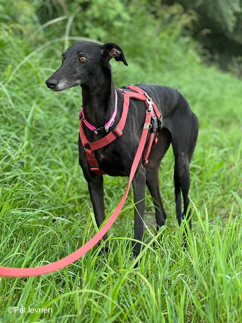 Desirèe galgo femmina dog blackdog foster 16