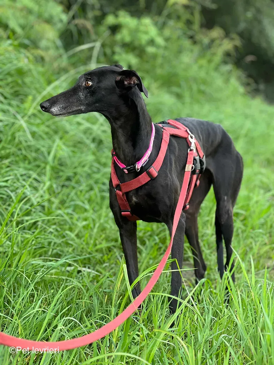 Desirèe galgo femmina dog blackdog foster 18
