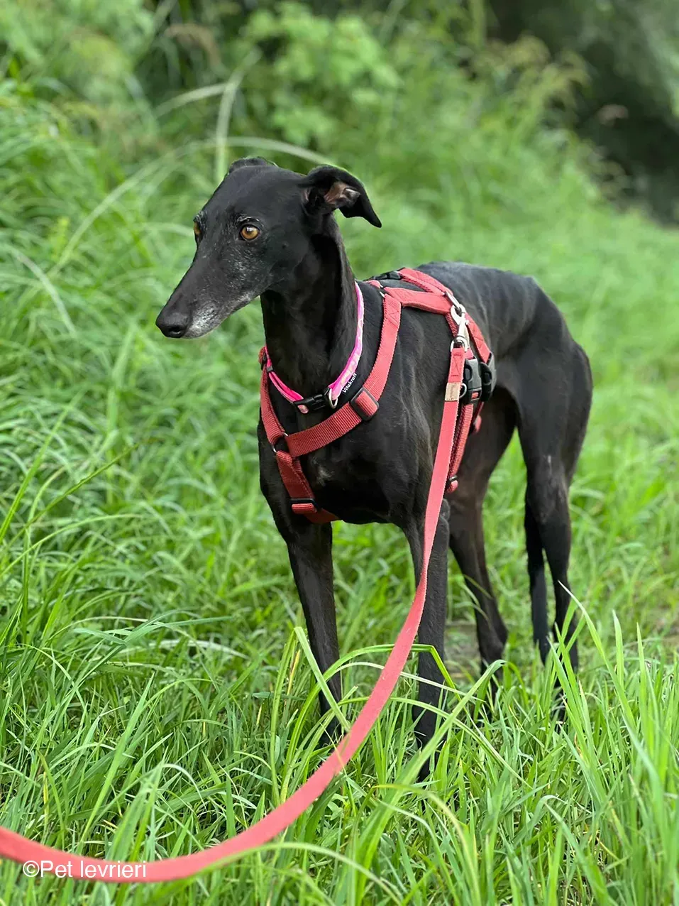 Desirèe galgo femmina dog blackdog foster 19