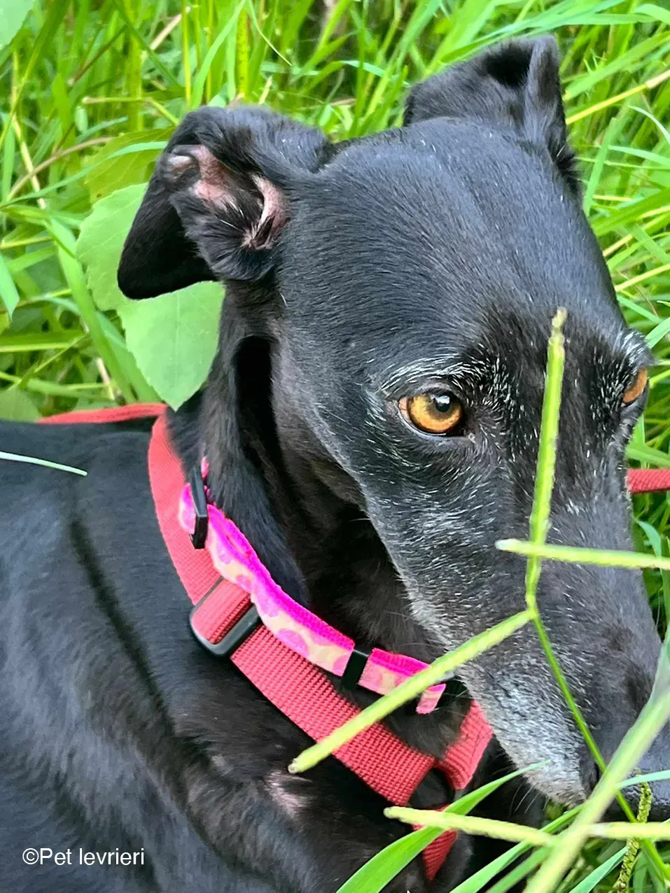 Desirèe galgo femmina dog blackdog foster 20
