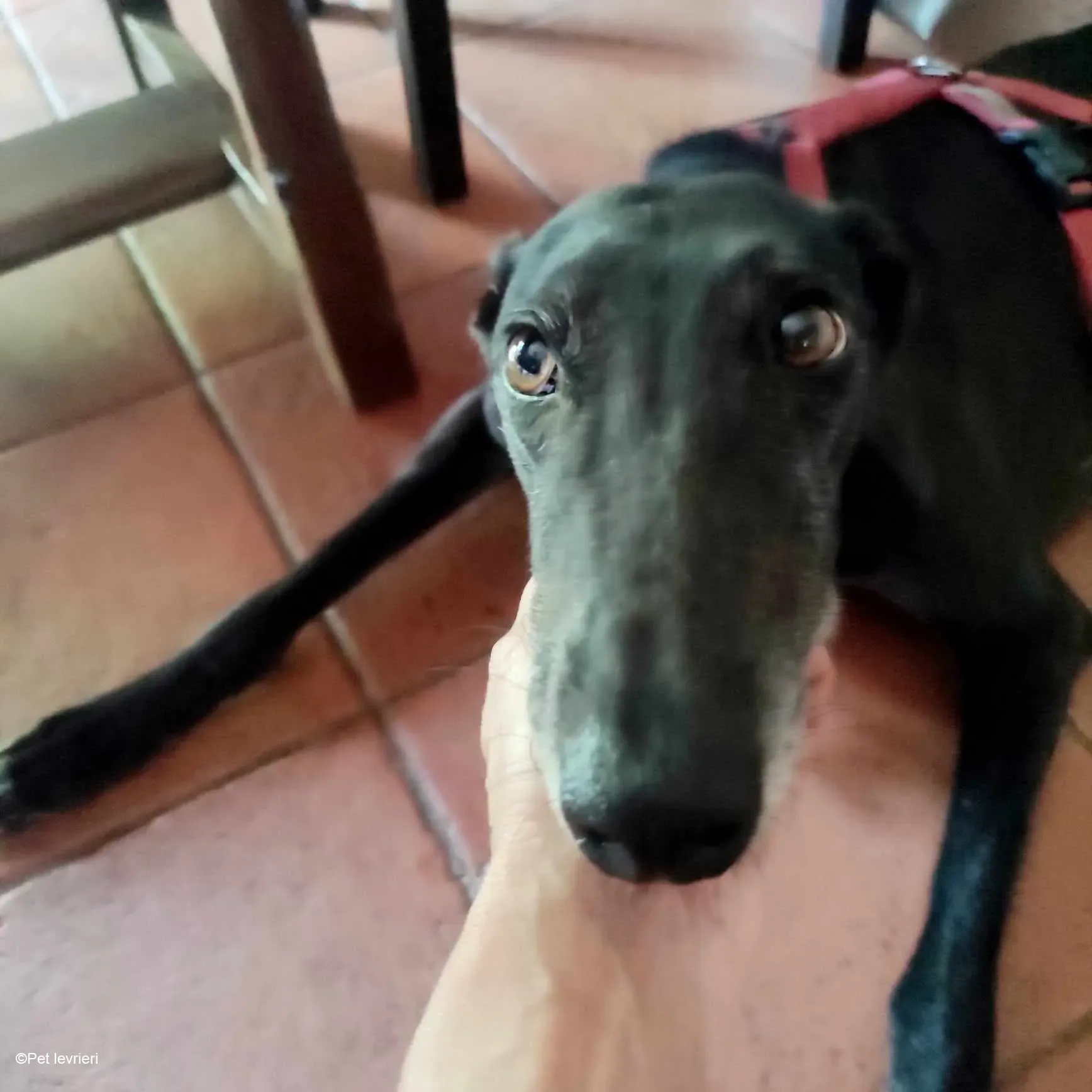 Desirèe galgo femmina dog blackdog foster 7