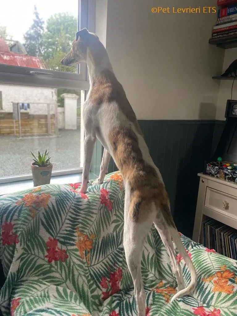 Dessie adozione levrieri greyhound 1