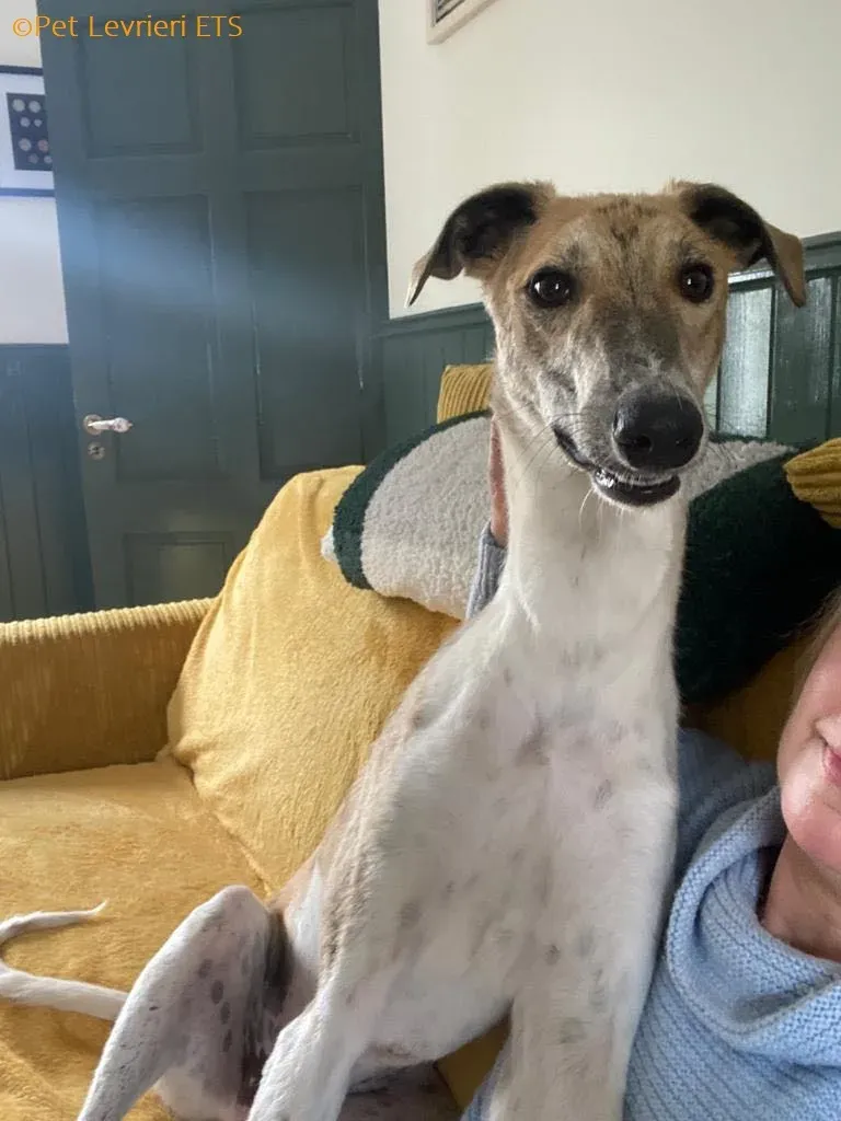 Dessie adozione levrieri greyhound 10