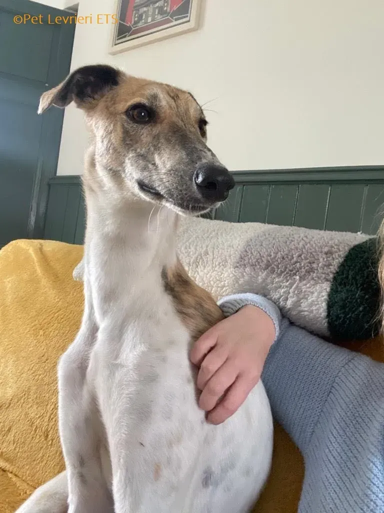Dessie adozione levrieri greyhound 11