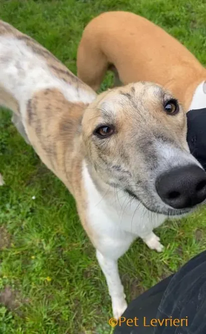 Dessie adozione levrieri greyhound 12