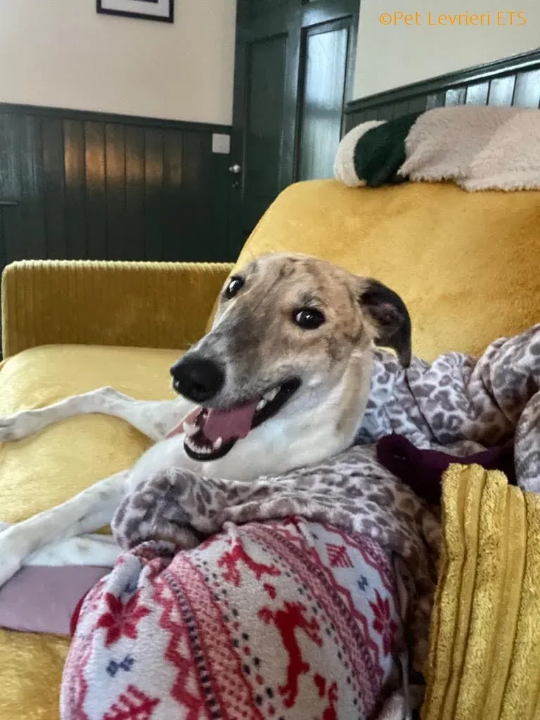 Dessie adozione levrieri greyhound 13