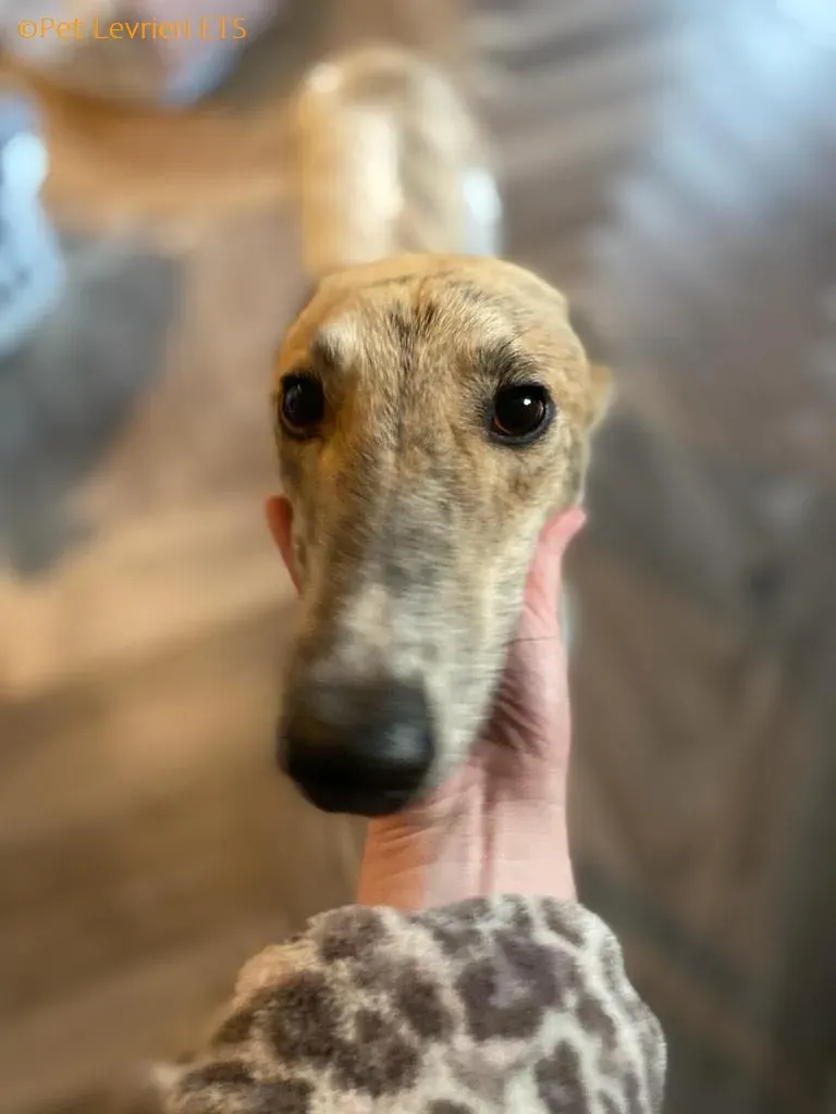 Dessie adozione levrieri greyhound 14