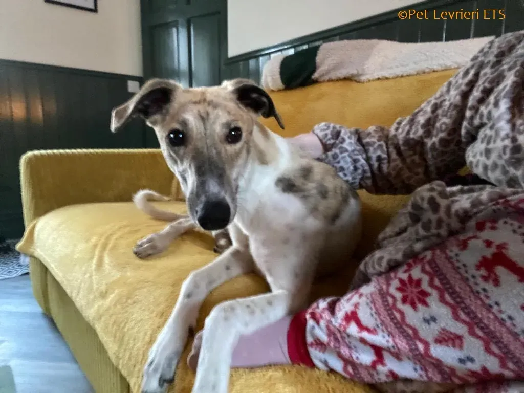 Dessie adozione levrieri greyhound 15