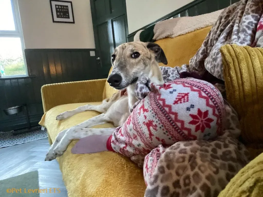 Dessie adozione levrieri greyhound 16