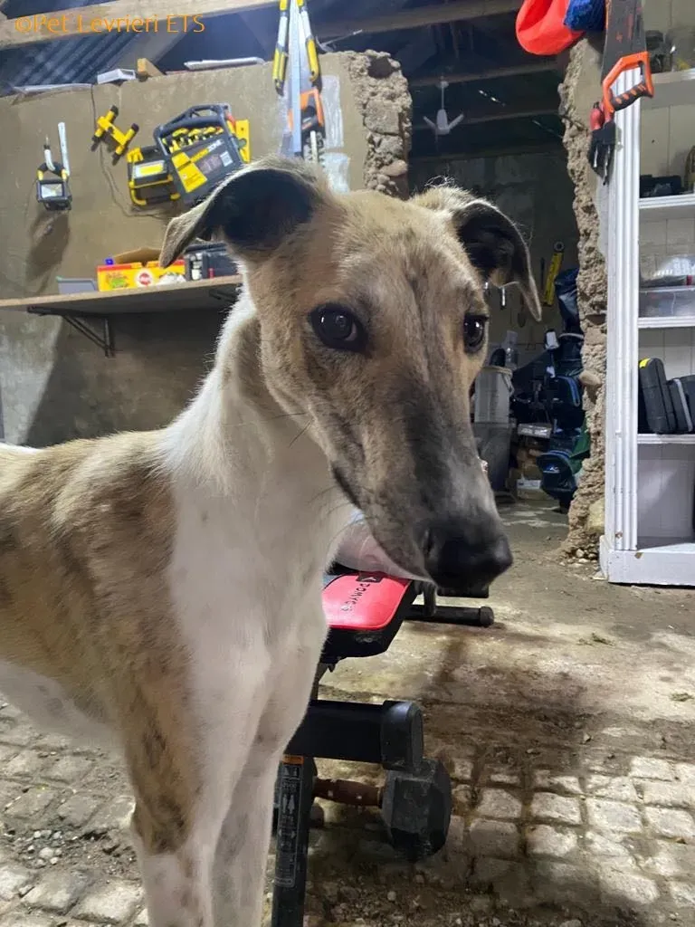 Dessie adozione levrieri greyhound 17
