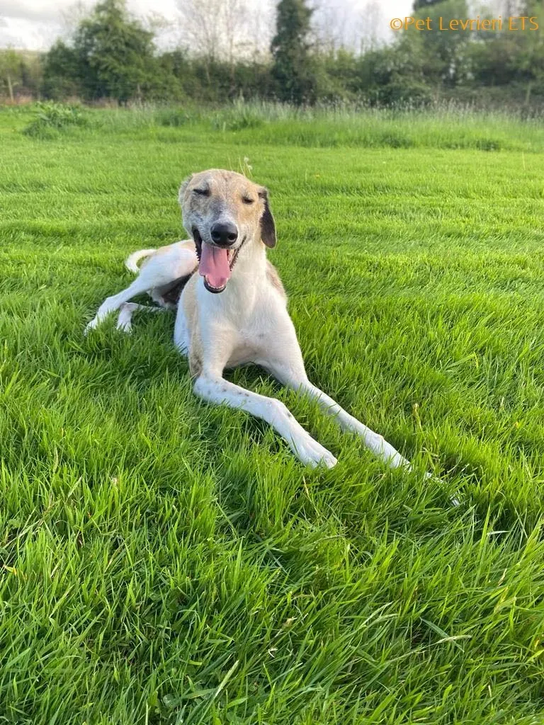 Dessie adozione levrieri greyhound 18
