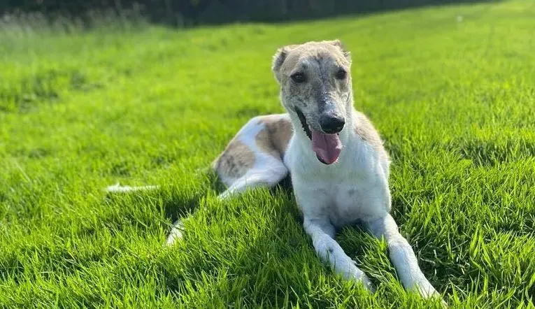 Dessie adozione levrieri greyhound 19 e1683899290715