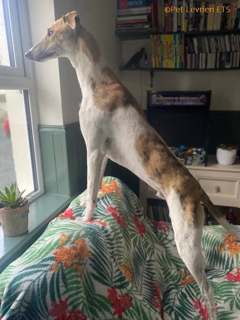 Dessie adozione levrieri greyhound 2