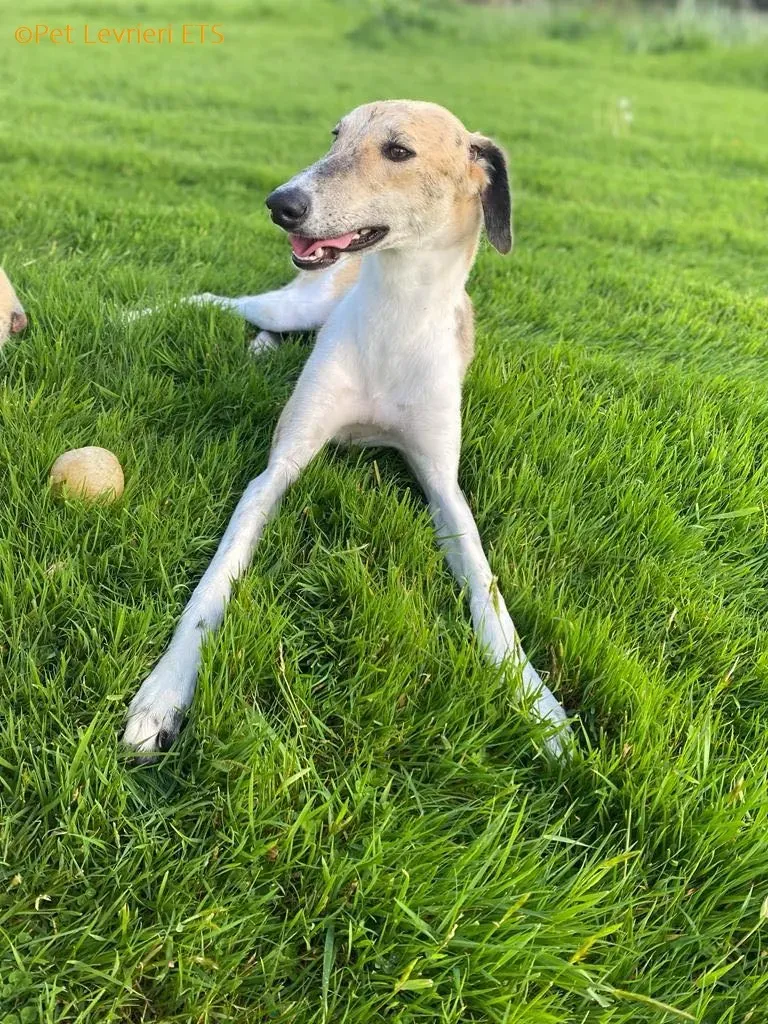 Dessie adozione levrieri greyhound 20