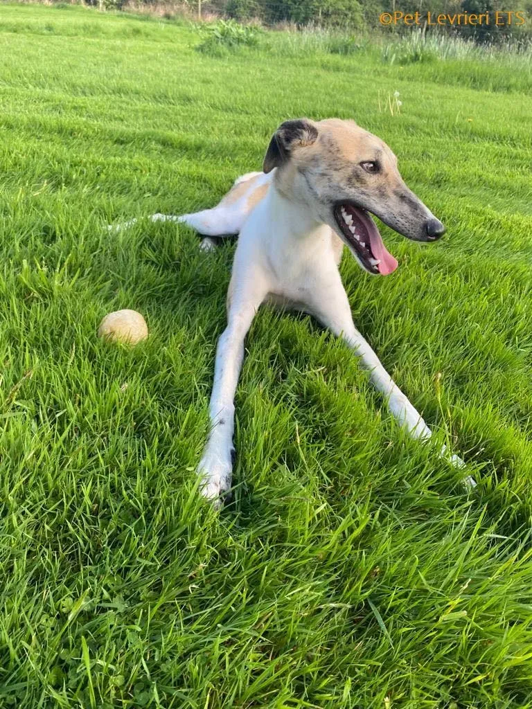 Dessie adozione levrieri greyhound 21