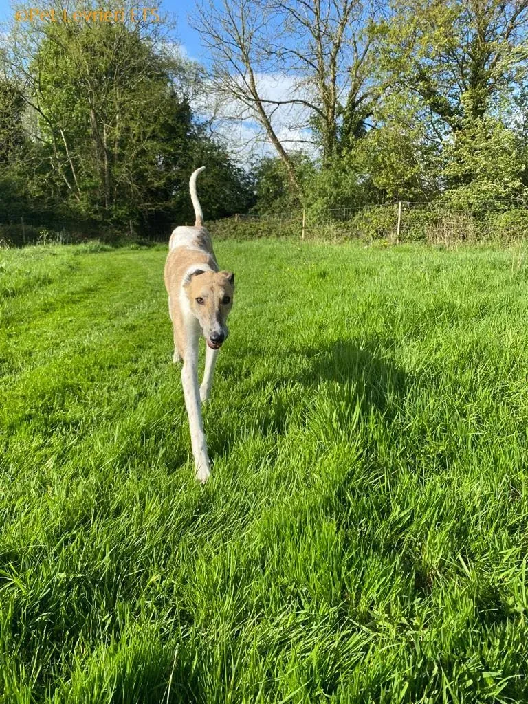 Dessie adozione levrieri greyhound 22