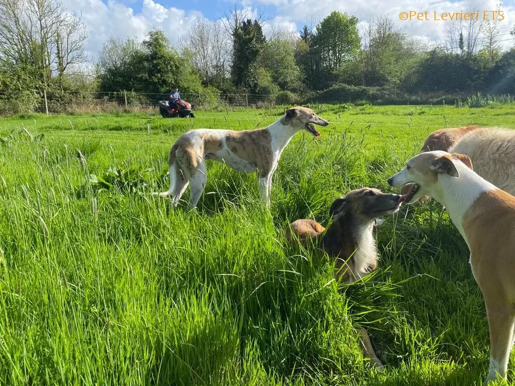 Dessie adozione levrieri greyhound 23