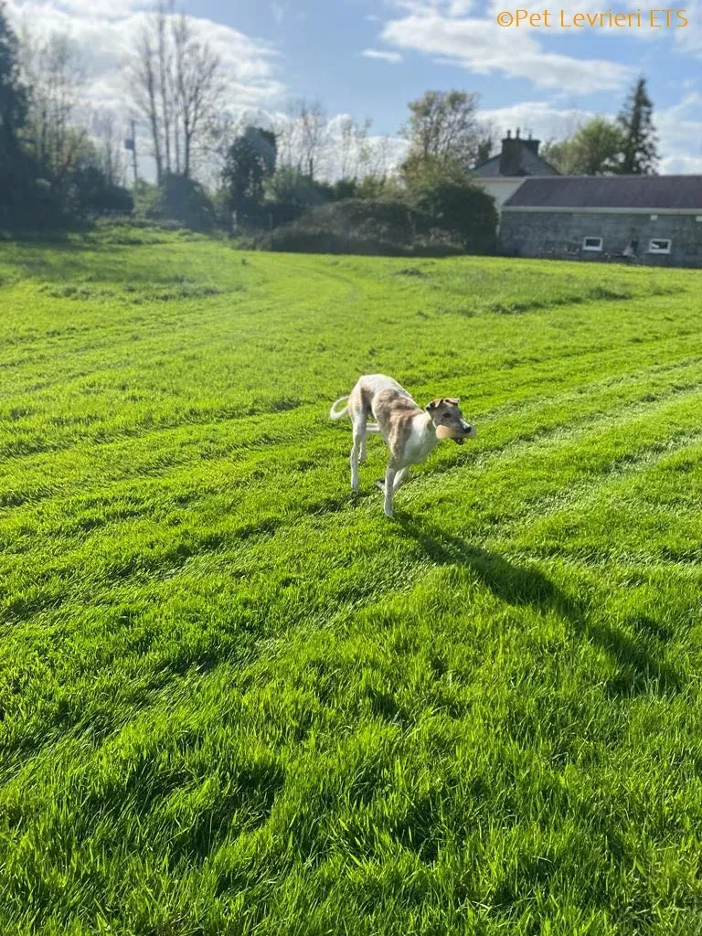 Dessie adozione levrieri greyhound 24