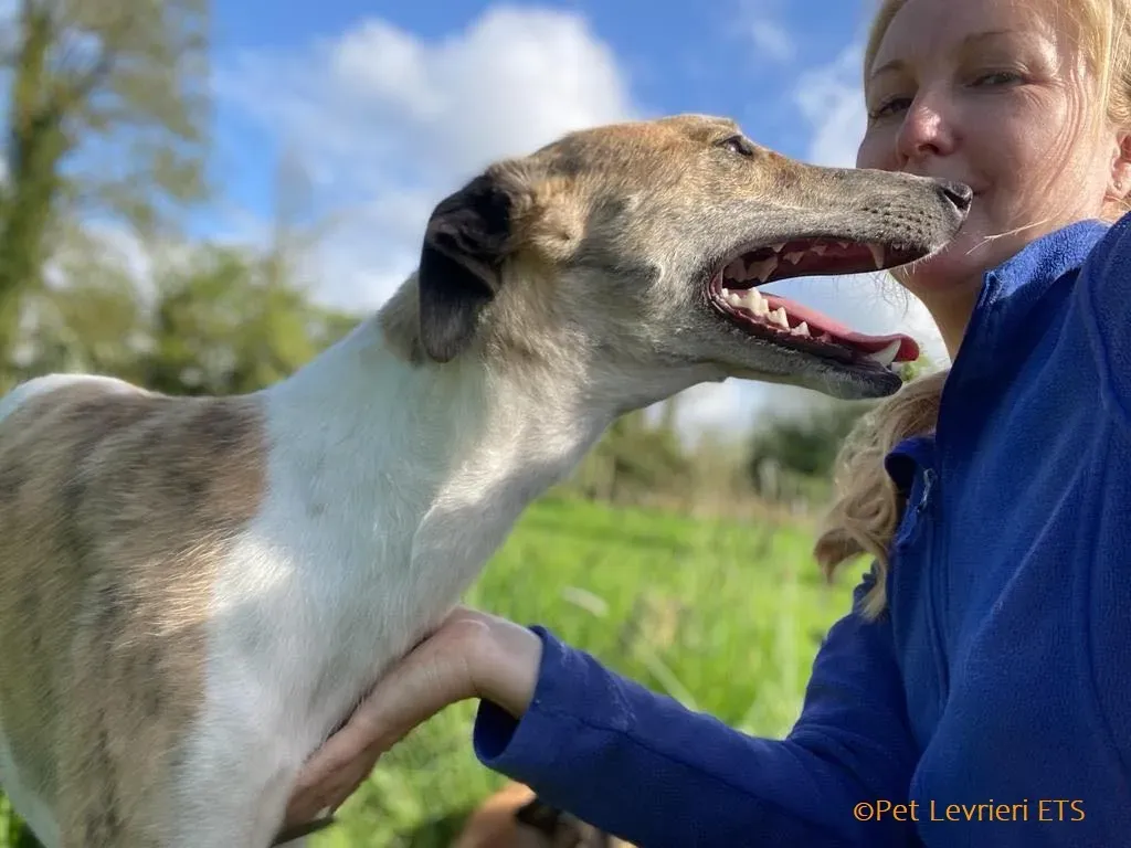 Dessie adozione levrieri greyhound 25