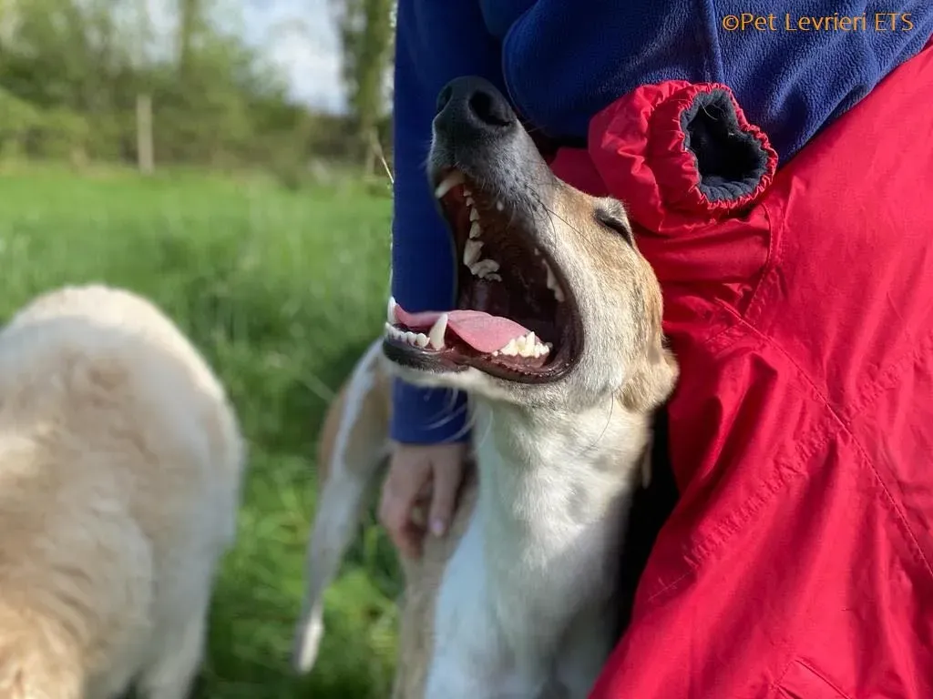 Dessie adozione levrieri greyhound 26