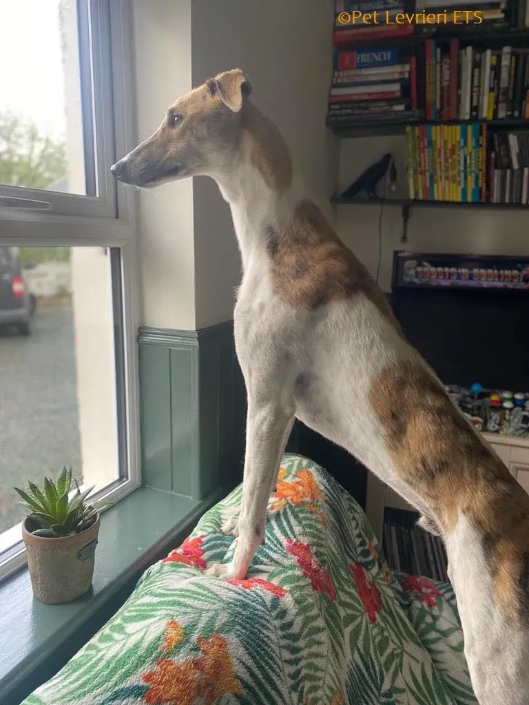 Dessie adozione levrieri greyhound 3