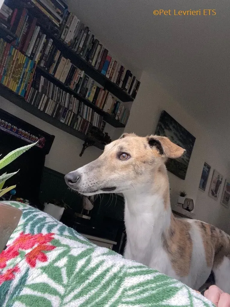 Dessie adozione levrieri greyhound 4