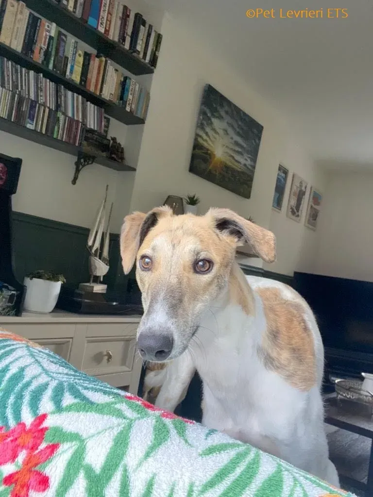 Dessie adozione levrieri greyhound 5