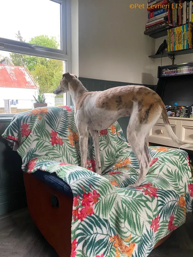 Dessie adozione levrieri greyhound 6
