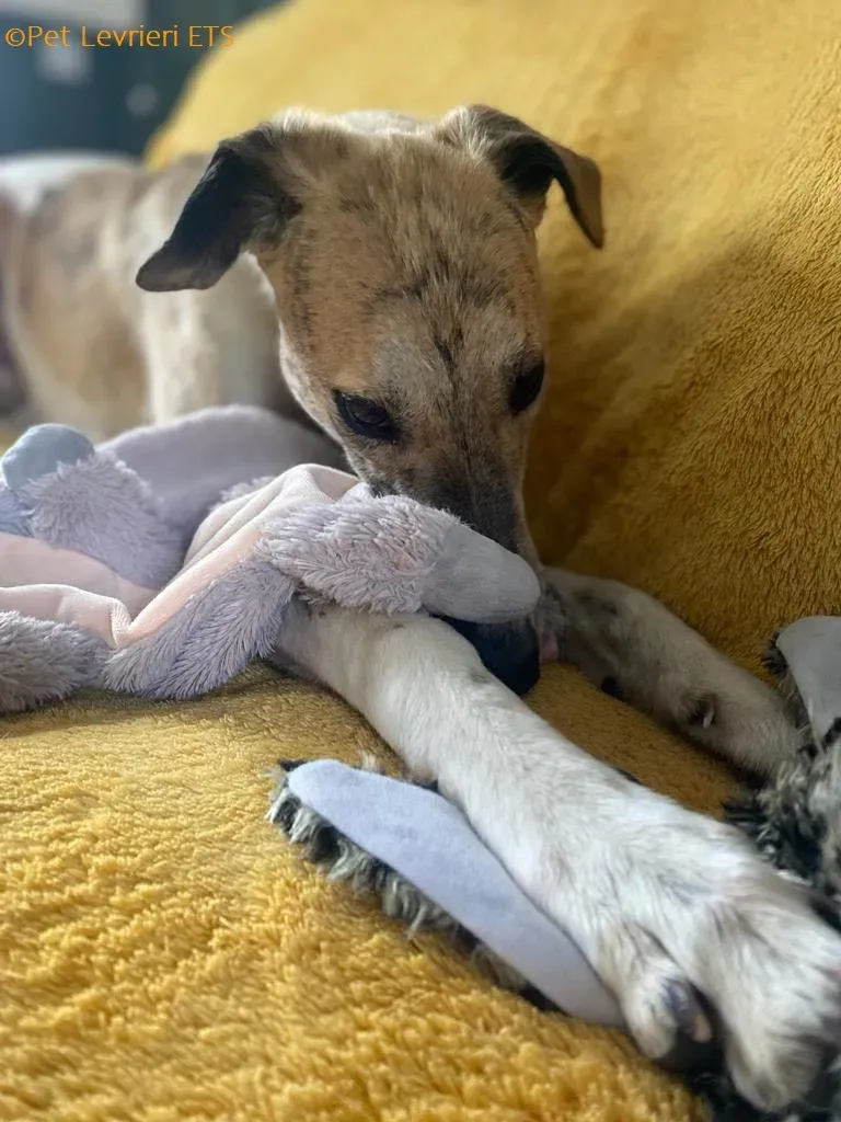 Dessie adozione levrieri greyhound 7