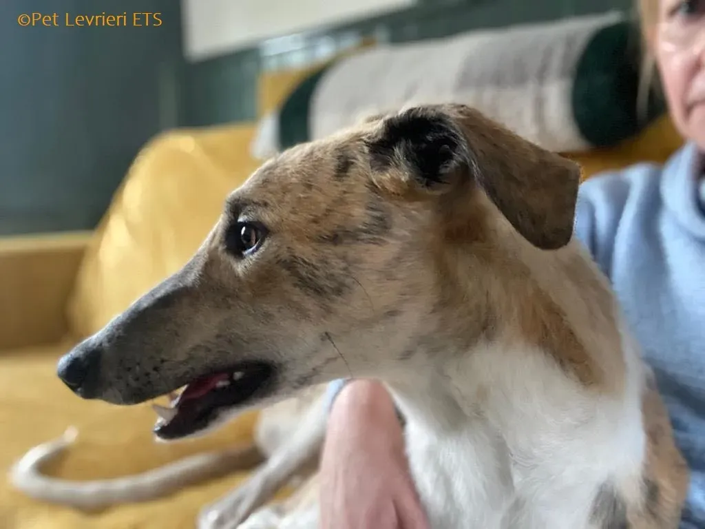 Dessie adozione levrieri greyhound 8