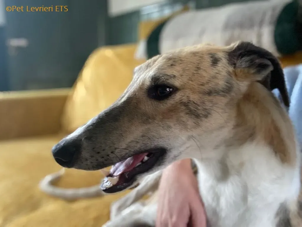 Dessie adozione levrieri greyhound 9