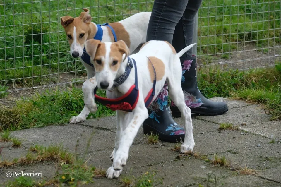 Dexter adozione greyhound 1