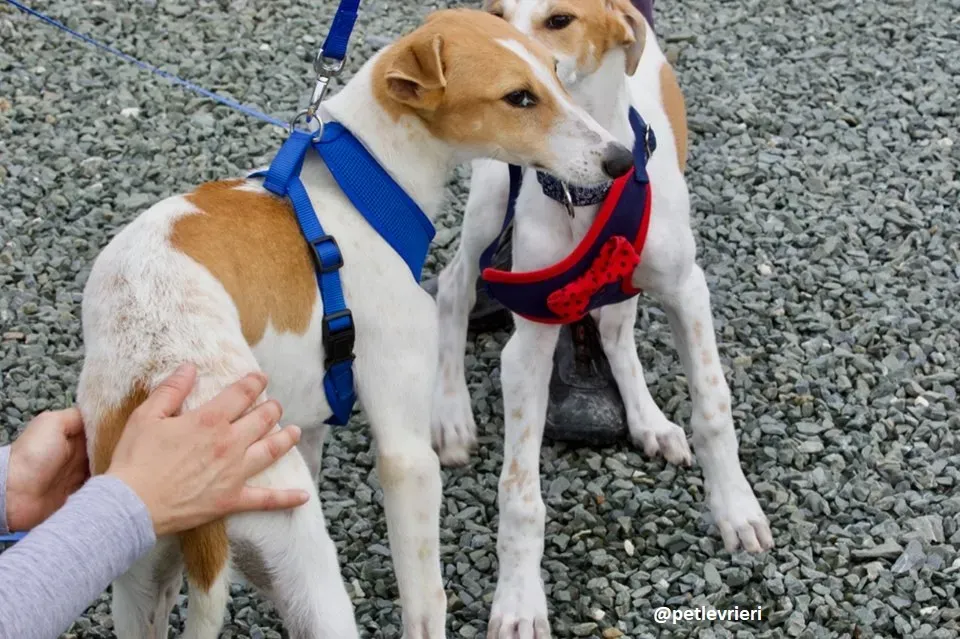 Dexter adozione greyhound 2