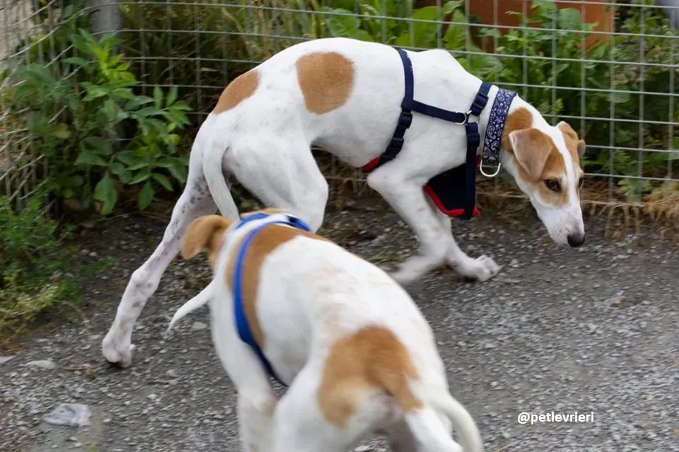 Dexter adozione greyhound 4