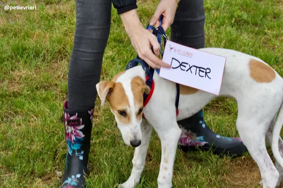 Dexter adozione greyhound 5