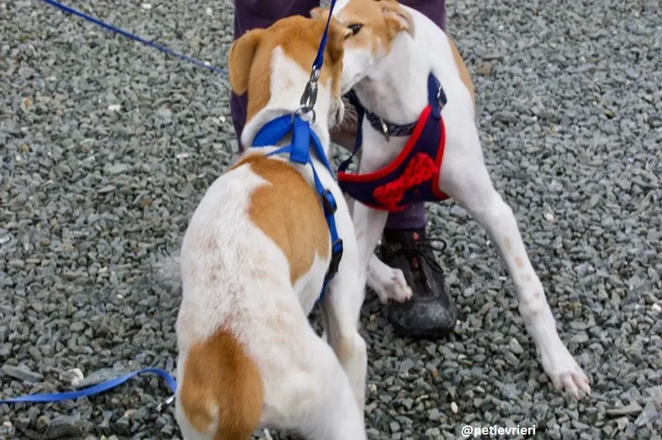 Dexter adozione greyhound 6