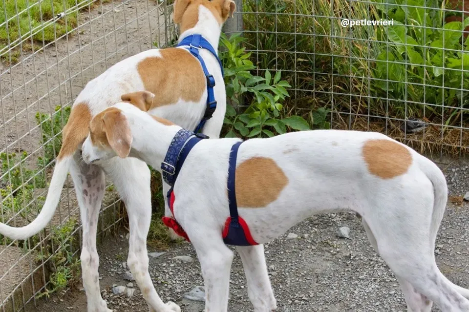 Dexter adozione greyhound 7