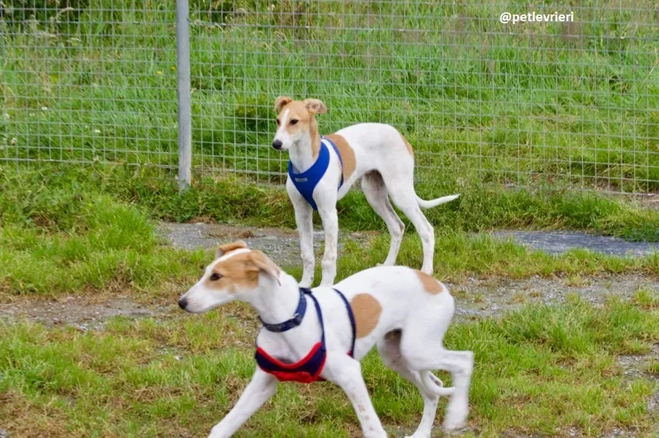 Dexter adozione greyhound 8