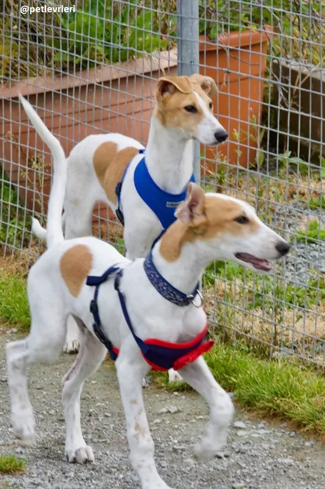 Dexter adozione greyhound 9