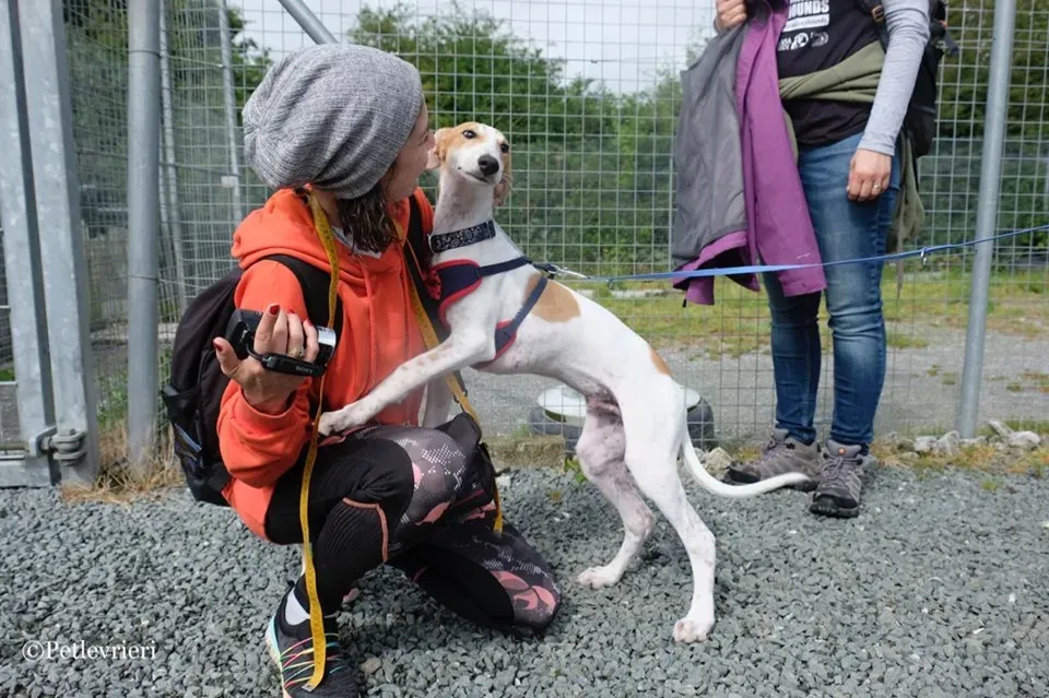 Dexter adozione greyhound