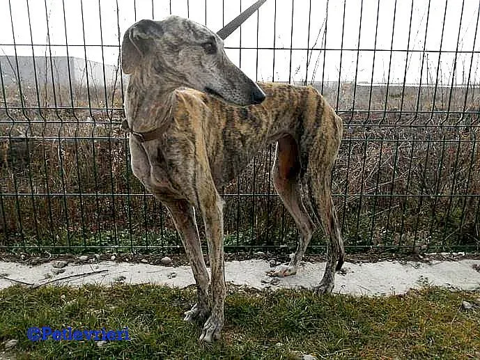 Dharma adozione levrieri galgo 01